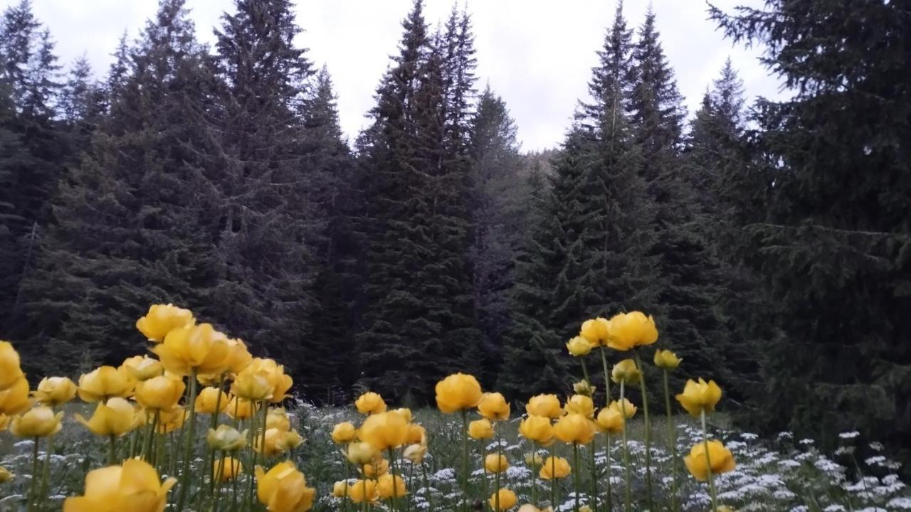 Хижа Ловна В Рила Panichishte Bagian luar foto